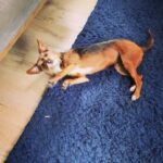 Jessica Rothe Instagram – OTIS CHANNELING HIS INNER TREE! I can’t even begin to tell you how long it took for us to teach him this. BUT HE NAILED IT. Probably the best thing to come from all this time inside ❤️😂 #stayhome #happydeathday