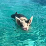 Jessica Rothe Instagram – About a month ago I was lucky enough to go down to the Bahamas to finish a movie I love like no other with a brilliant group of people. I feel so lucky to have been a part of this shoot and can’t wait for you all to see this film. It’s a special one ❤️ Oh, and most importantly….I GOT TO SEE THE SWIMMING PIGS. And yes, they were everything (go to my story for more videos. Because, well, it’s important) 🐷 🌊 
@fowlcay @universalpictures #242filmandtv #allmylife #swimmingpigs