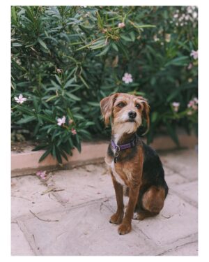 Jessica Rothe Instagram - Post shoot photo shoot with a special guest appearance 🐶 

Face by @tobyfleischman ❤️
Hair by @davestanwell ❤️
Otis by Otis