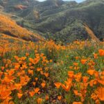 Jessica Rothe Instagram - SUPER BLOOM 🌼🌼🌼 Truly one of the most amazing things I have ever seen. Thank you thank you thank you @alimerlina and @allieveneris (and of course Harvey and Otis 🐶 ) for helping me finally check this off the bucket list. (P.S. No poppies were harmed in the taking of these photos ❤️. If you decide to celebrate the superbloom (which I HIGHLY recommend) just be sure to help protect the flowers and the bloom for years to come by staying on the trails 😘) #superbloom2019 #bucketlist #californiapoppies #nofilter