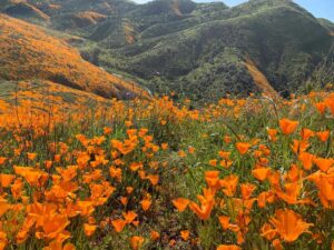 Jessica Rothe Instagram - SUPER BLOOM 🌼🌼🌼 Truly one of the most amazing things I have ever seen. Thank you thank you thank you  @alimerlina and @allieveneris (and of course Harvey and Otis 🐶 ) for helping me finally check this off the bucket list. (P.S. No poppies were harmed in the taking of these photos ❤️. If you decide to celebrate the superbloom (which I HIGHLY recommend) just be sure to help protect the flowers and the bloom for years to come by staying on the trails 😘) #superbloom2019 #bucketlist #californiapoppies #nofilter
