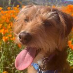 Jessica Rothe Instagram - SUPER BLOOM 🌼🌼🌼 Truly one of the most amazing things I have ever seen. Thank you thank you thank you @alimerlina and @allieveneris (and of course Harvey and Otis 🐶 ) for helping me finally check this off the bucket list. (P.S. No poppies were harmed in the taking of these photos ❤️. If you decide to celebrate the superbloom (which I HIGHLY recommend) just be sure to help protect the flowers and the bloom for years to come by staying on the trails 😘) #superbloom2019 #bucketlist #californiapoppies #nofilter