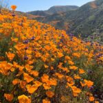 Jessica Rothe Instagram - SUPER BLOOM 🌼🌼🌼 Truly one of the most amazing things I have ever seen. Thank you thank you thank you @alimerlina and @allieveneris (and of course Harvey and Otis 🐶 ) for helping me finally check this off the bucket list. (P.S. No poppies were harmed in the taking of these photos ❤️. If you decide to celebrate the superbloom (which I HIGHLY recommend) just be sure to help protect the flowers and the bloom for years to come by staying on the trails 😘) #superbloom2019 #bucketlist #californiapoppies #nofilter
