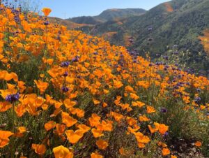 Jessica Rothe Instagram - SUPER BLOOM 🌼🌼🌼 Truly one of the most amazing things I have ever seen. Thank you thank you thank you  @alimerlina and @allieveneris (and of course Harvey and Otis 🐶 ) for helping me finally check this off the bucket list. (P.S. No poppies were harmed in the taking of these photos ❤️. If you decide to celebrate the superbloom (which I HIGHLY recommend) just be sure to help protect the flowers and the bloom for years to come by staying on the trails 😘) #superbloom2019 #bucketlist #californiapoppies #nofilter
