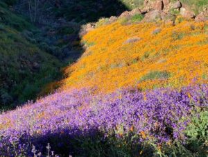 Jessica Rothe Instagram - SUPER BLOOM 🌼🌼🌼 Truly one of the most amazing things I have ever seen. Thank you thank you thank you  @alimerlina and @allieveneris (and of course Harvey and Otis 🐶 ) for helping me finally check this off the bucket list. (P.S. No poppies were harmed in the taking of these photos ❤️. If you decide to celebrate the superbloom (which I HIGHLY recommend) just be sure to help protect the flowers and the bloom for years to come by staying on the trails 😘) #superbloom2019 #bucketlist #californiapoppies #nofilter