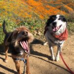 Jessica Rothe Instagram - SUPER BLOOM 🌼🌼🌼 Truly one of the most amazing things I have ever seen. Thank you thank you thank you @alimerlina and @allieveneris (and of course Harvey and Otis 🐶 ) for helping me finally check this off the bucket list. (P.S. No poppies were harmed in the taking of these photos ❤️. If you decide to celebrate the superbloom (which I HIGHLY recommend) just be sure to help protect the flowers and the bloom for years to come by staying on the trails 😘) #superbloom2019 #bucketlist #californiapoppies #nofilter