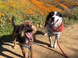 Jessica Rothe Instagram - SUPER BLOOM 🌼🌼🌼 Truly one of the most amazing things I have ever seen. Thank you thank you thank you  @alimerlina and @allieveneris (and of course Harvey and Otis 🐶 ) for helping me finally check this off the bucket list. (P.S. No poppies were harmed in the taking of these photos ❤️. If you decide to celebrate the superbloom (which I HIGHLY recommend) just be sure to help protect the flowers and the bloom for years to come by staying on the trails 😘) #superbloom2019 #bucketlist #californiapoppies #nofilter