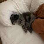 Jessica Stroup Instagram - Happy 13th to my silly little Willow. Every day when I look across the room and catch her staring at me I go over with a kiss and tell her she’s my best girl. There is no love like it.