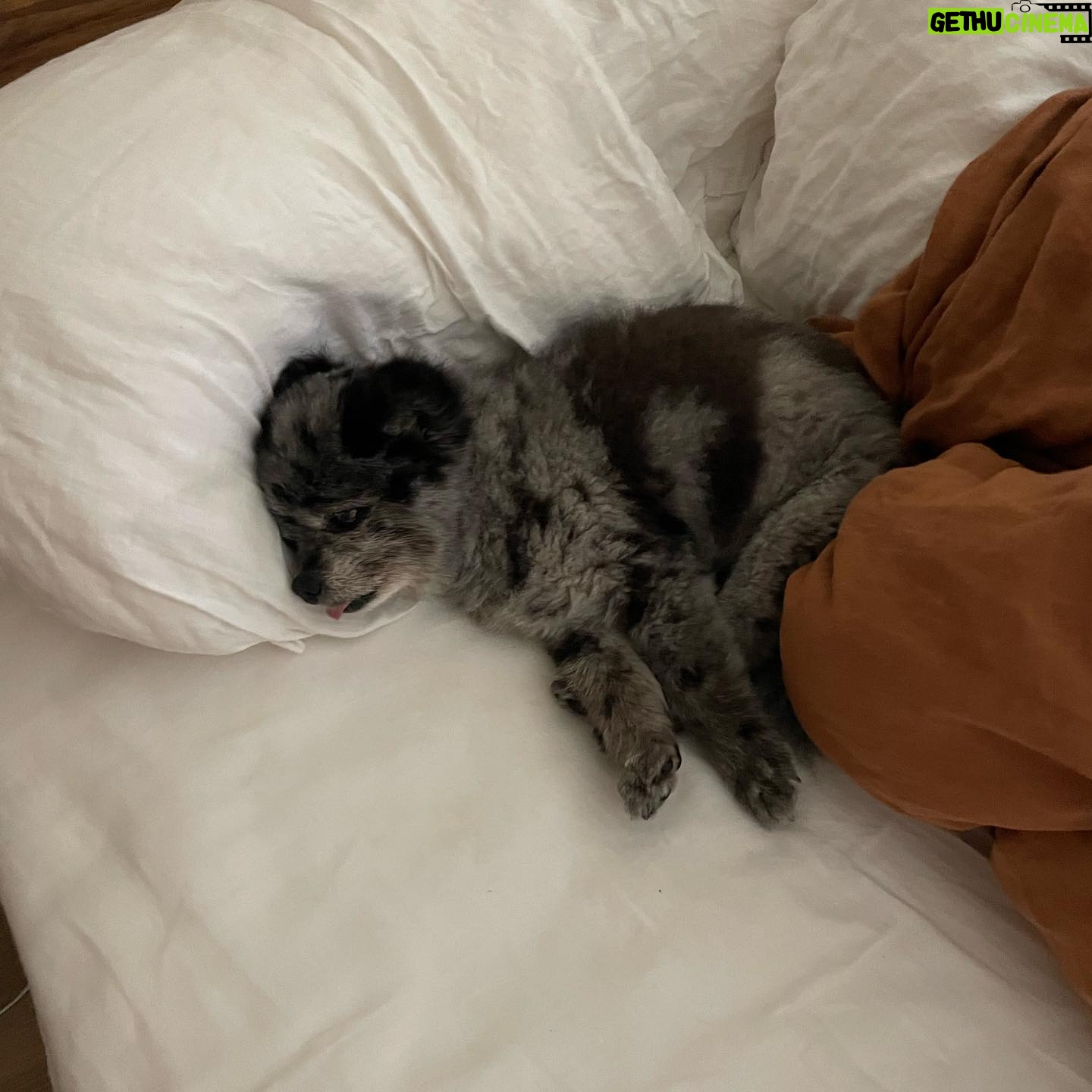 Jessica Stroup Instagram - Happy 13th to my silly little Willow. Every day when I look across the room and catch her staring at me I go over with a kiss and tell her she’s my best girl. There is no love like it.