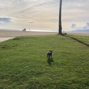 Jessica Stroup Instagram - 11 years young today! Shout out to my little quarantine homie who’s been working tirelessly to keep me sane. Without your need for daily walks and sustenance I’d probably still be sleeping. Love you girl. HBD❤️