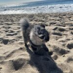 Jessica Stroup Instagram - Happy 13th to my silly little Willow. Every day when I look across the room and catch her staring at me I go over with a kiss and tell her she’s my best girl. There is no love like it.