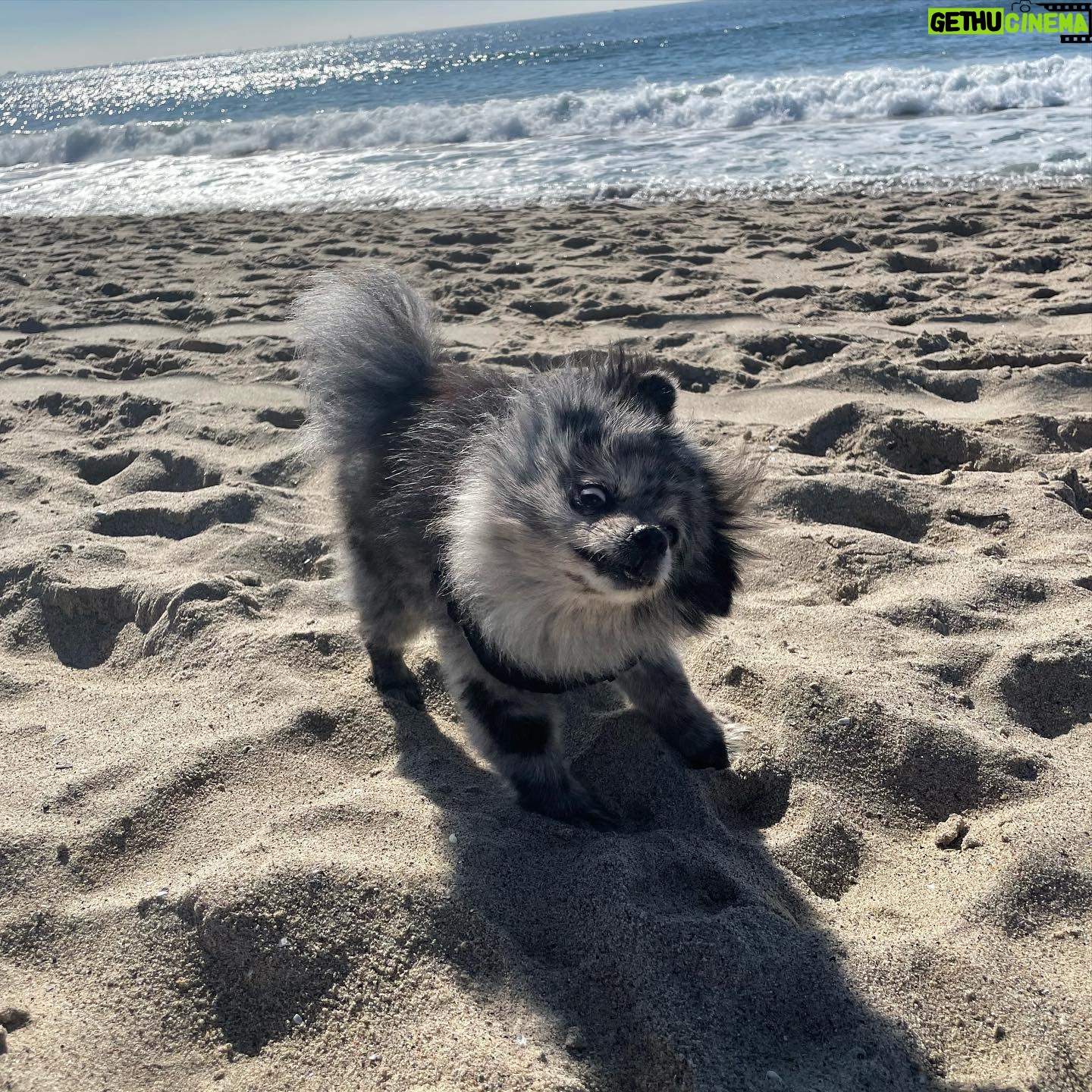Jessica Stroup Instagram - Happy 13th to my silly little Willow. Every day when I look across the room and catch her staring at me I go over with a kiss and tell her she’s my best girl. There is no love like it.