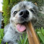 Jessica Stroup Instagram - Happy 13th to my silly little Willow. Every day when I look across the room and catch her staring at me I go over with a kiss and tell her she’s my best girl. There is no love like it.