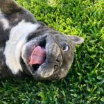 Jessica Versteeg Instagram – Happy #nationalpuppyday 🐶  @priscillabluev you have gone through so much with me in your short time here on earth, I am beyond grateful to be your mommy ❤️ I have so many amazing memories with you and a billion smiles because of you! FRIENDS, if you want your heart to melt, just watch her stretching at the end of the carves video 🥰