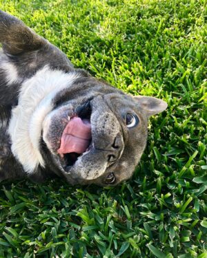 Jessica Versteeg Instagram - Happy #nationalpuppyday 🐶  @priscillabluev you have gone through so much with me in your short time here on earth, I am beyond grateful to be your mommy ❤️ I have so many amazing memories with you and a billion smiles because of you! FRIENDS, if you want your heart to melt, just watch her stretching at the end of the carves video 🥰