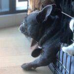 Jessica Versteeg Instagram – Happy #nationalpuppyday 🐶  @priscillabluev you have gone through so much with me in your short time here on earth, I am beyond grateful to be your mommy ❤️ I have so many amazing memories with you and a billion smiles because of you! FRIENDS, if you want your heart to melt, just watch her stretching at the end of the carves video 🥰