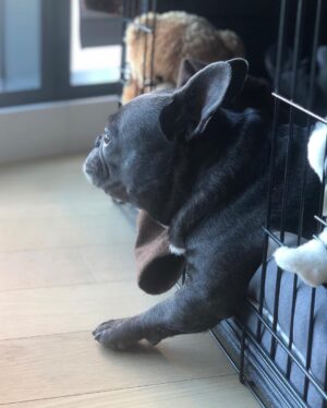 Jessica Versteeg Instagram - Happy #nationalpuppyday 🐶  @priscillabluev you have gone through so much with me in your short time here on earth, I am beyond grateful to be your mommy ❤️ I have so many amazing memories with you and a billion smiles because of you! FRIENDS, if you want your heart to melt, just watch her stretching at the end of the carves video 🥰