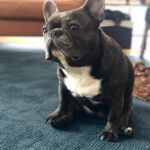 Jessica Versteeg Instagram – Happy #nationalpuppyday 🐶  @priscillabluev you have gone through so much with me in your short time here on earth, I am beyond grateful to be your mommy ❤️ I have so many amazing memories with you and a billion smiles because of you! FRIENDS, if you want your heart to melt, just watch her stretching at the end of the carves video 🥰
