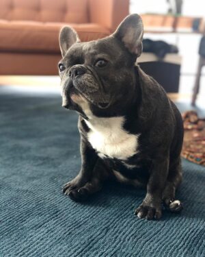 Jessica Versteeg Instagram - Happy #nationalpuppyday 🐶  @priscillabluev you have gone through so much with me in your short time here on earth, I am beyond grateful to be your mommy ❤️ I have so many amazing memories with you and a billion smiles because of you! FRIENDS, if you want your heart to melt, just watch her stretching at the end of the carves video 🥰