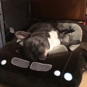 Jessica Versteeg Instagram - Happy #nationalpuppyday 🐶  @priscillabluev you have gone through so much with me in your short time here on earth, I am beyond grateful to be your mommy ❤️ I have so many amazing memories with you and a billion smiles because of you! FRIENDS, if you want your heart to melt, just watch her stretching at the end of the carves video 🥰