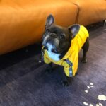 Jessica Versteeg Instagram – Happy #nationalpuppyday 🐶  @priscillabluev you have gone through so much with me in your short time here on earth, I am beyond grateful to be your mommy ❤️ I have so many amazing memories with you and a billion smiles because of you! FRIENDS, if you want your heart to melt, just watch her stretching at the end of the carves video 🥰