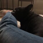 Jessica Versteeg Instagram – Happy #nationalpuppyday 🐶  @priscillabluev you have gone through so much with me in your short time here on earth, I am beyond grateful to be your mommy ❤️ I have so many amazing memories with you and a billion smiles because of you! FRIENDS, if you want your heart to melt, just watch her stretching at the end of the carves video 🥰