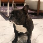 Jessica Versteeg Instagram – Happy #nationalpuppyday 🐶  @priscillabluev you have gone through so much with me in your short time here on earth, I am beyond grateful to be your mommy ❤️ I have so many amazing memories with you and a billion smiles because of you! FRIENDS, if you want your heart to melt, just watch her stretching at the end of the carves video 🥰