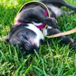 Jessica Versteeg Instagram – Happy #nationalpuppyday 🐶  @priscillabluev you have gone through so much with me in your short time here on earth, I am beyond grateful to be your mommy ❤️ I have so many amazing memories with you and a billion smiles because of you! FRIENDS, if you want your heart to melt, just watch her stretching at the end of the carves video 🥰