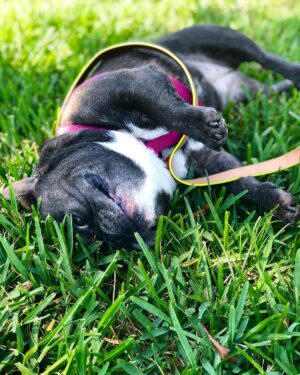 Jessica Versteeg Instagram - Happy #nationalpuppyday 🐶  @priscillabluev you have gone through so much with me in your short time here on earth, I am beyond grateful to be your mommy ❤️ I have so many amazing memories with you and a billion smiles because of you! FRIENDS, if you want your heart to melt, just watch her stretching at the end of the carves video 🥰