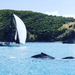 Jessica Watson Instagram - Great shot of a few whales watching us sail past at @hamiltonislandraceweek a few weeks back. How great is sailing! Thanks for a great race week team Fargo 🙏 #discoversailing - just saying (link in bio) 📸 1 thank you @dormancreativephotography 📸📸 2&3 @bowcaddymedia