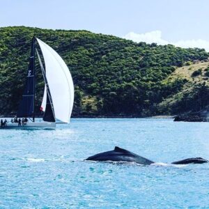 Jessica Watson Instagram - Great shot of a few whales watching us sail past at @hamiltonislandraceweek a few weeks back. 

How great is sailing!

Thanks for a great race week team Fargo 🙏

#discoversailing - just saying (link in bio) 

📸 1 thank you @dormancreativephotography 
📸📸 2&3 @bowcaddymedia