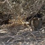 Jessika Evelyn Heiser Instagram – Here’s the first piece I’m sharing of an amazing adventure today! 

I had the pleasure of exploring today with @wwe and @westernaustralia 

The Quokkas are marsupials only found on Rottnest Island! So blown away that I get to experience this! 

Blessed girl 🩵 can’t wait to share more of this amazing trip. 

For now enjoy my terrible accent and sincere laughter with @nfaso24 and @danengler123

#wwechamber #westernaustralia #perthaustralia #quakka