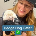 Jewel Instagram - Would you go to a cafe like this? #travel #adventure #tokyo #japan