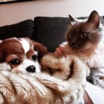 Jewel Staite Instagram - 🎄🐶🐱💜