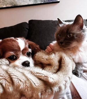 Jewel Staite Instagram - 🎄🐶🐱💜