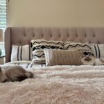 Jewel Staite Instagram - Lately 🐶🐱🎉💖