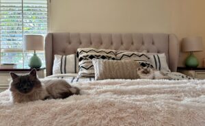 Jewel Staite Instagram - Lately 🐶🐱🎉💖