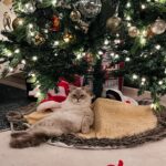 Jewel Staite Instagram – “You’re welcome.”

Our latest addition, Chanel. 
Rhaenyra’s mama, and mama to lots of gorgeous kitties over the years. This sweet lady is now in retirement and will be living the luxe life at our house from now on. Welcome to the fam, my little choupette.