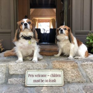 Jill-Michele Meleán Instagram - 🎂#mrjack made it to 10 years old! Happy Birthday my lil boy! 🎉
And Happy Birthday to his sis Legend. 🐶🐶
Thank you @armstronggregoryself & #beverlydangelo for the best gift of love to my soul.  #forevergrateful 💫
*
*
*
*
*
*
#dogmom #furbaby #furbabybirthday #unconditionallove #pawrents #brotherandsisterfurbabies