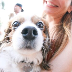 Jill-Michele Meleán Instagram - 🎂#mrjack made it to 10 years old! Happy Birthday my lil boy! 🎉
And Happy Birthday to his sis Legend. 🐶🐶
Thank you @armstronggregoryself & #beverlydangelo for the best gift of love to my soul.  #forevergrateful 💫
*
*
*
*
*
*
#dogmom #furbaby #furbabybirthday #unconditionallove #pawrents #brotherandsisterfurbabies