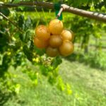 Jill Wagner Instagram - We are getting ready for you guys ! Wanted to show you what a ripe muscadine on our farm looks like …. We grow Doreen and Magnolia muscadines . For those of you coming to the event , pick the ones that look champagne or bronze in color . The green ones aren’t ready yet . Hope I don’t eat them all before the event ! Hahahah #patrioticpick @sofwarriorfnd #scottmansionfarms