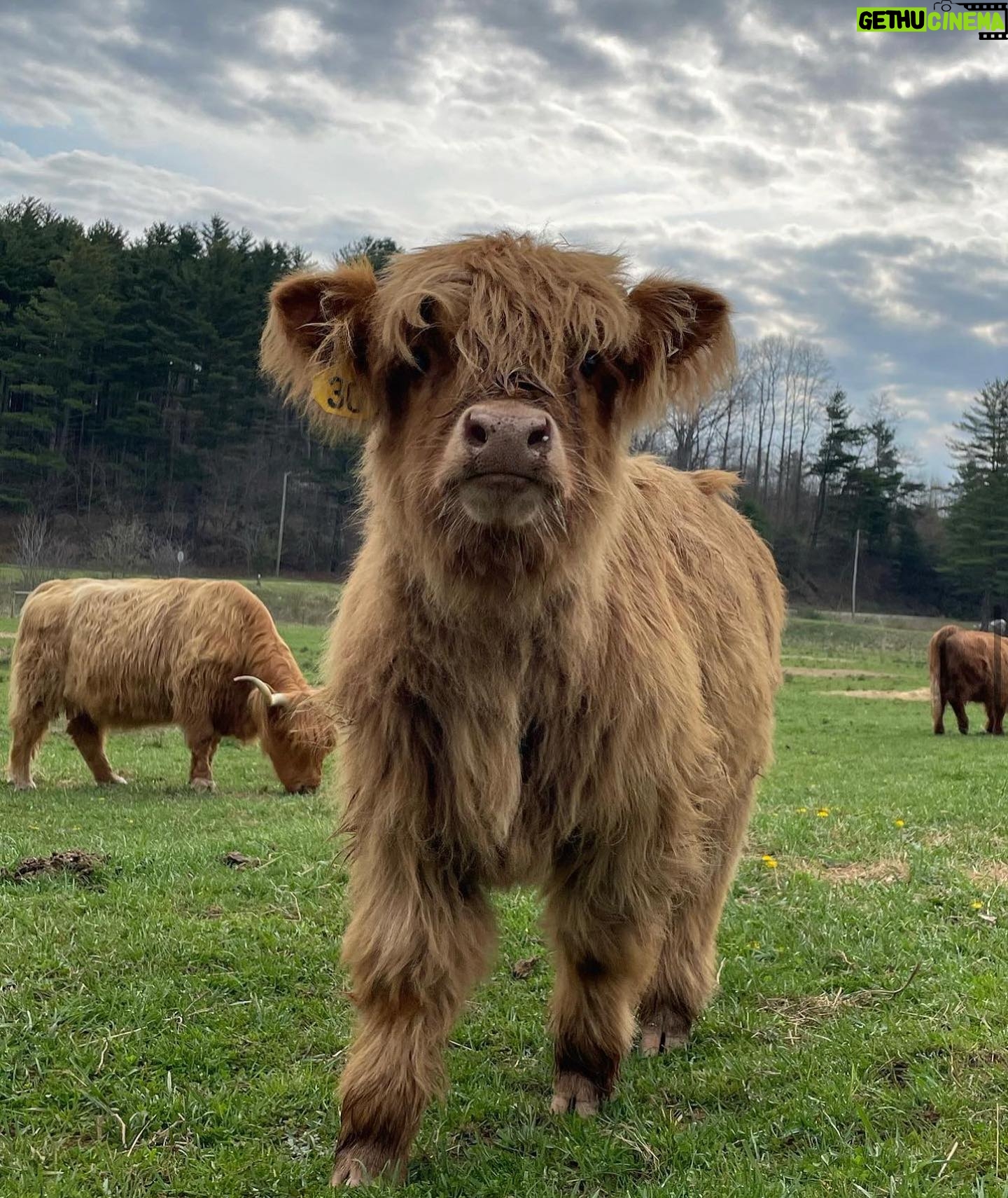Jill Wagner Instagram - I have to give a huge shout out to my friend Emily who is driving all the way from North Carolina with her babies for you guys to meet them at The Patriotic Pick !! . One of them may never leave the farm… sorry @urban_cimo ! Hahahah @happyhensandhighlands