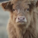 Jill Wagner Instagram - I have to give a huge shout out to my friend Emily who is driving all the way from North Carolina with her babies for you guys to meet them at The Patriotic Pick !! . One of them may never leave the farm… sorry @urban_cimo ! Hahahah @happyhensandhighlands