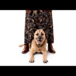 Jillian Bell Instagram - Got to take some pictures with the amazing @charlienunnphotography to raise money for @wagsandwalks 🐶❤️ The level of joy these babies add to my life is immeasurable. They have my whole heart. ❤️❤️❤️