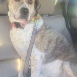 Jillian Bell Instagram – Look at these sweethearts when they were babies!!! I can’t 😭😭😭 They have my whole heart. Adopt pups, they’ll make your life so much better.