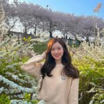 Jin Se-yeon Instagram - 🌸🌸🌸
