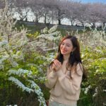 Jin Se-yeon Instagram - 🌸🌸🌸