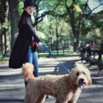 Jing Tian Instagram – Had so much fun in #NYC yesterday! Meet Major Tom, he was a major hit in Central Park 🐶 See everyone at #NYCC today! #TheGreatWall