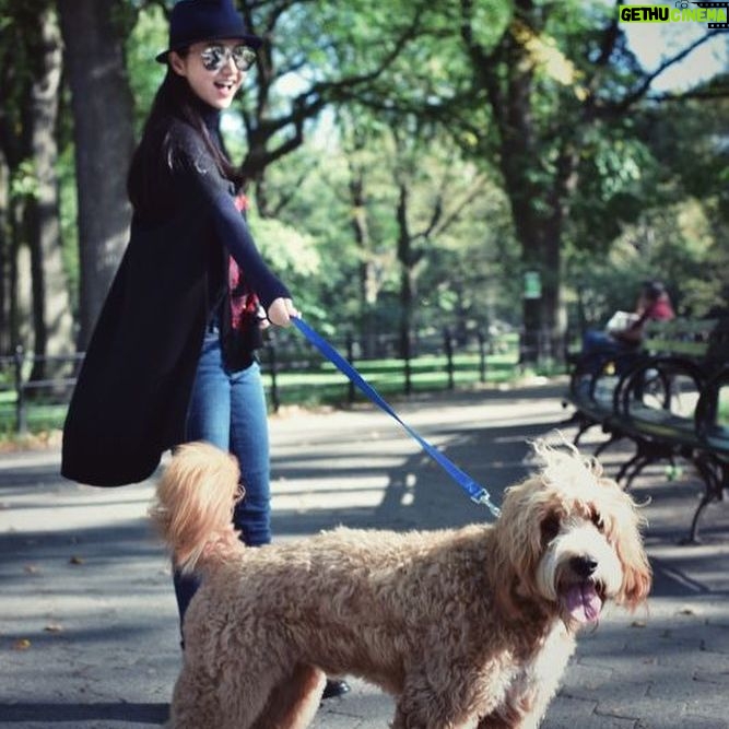 Jing Tian - 8.2K Likes - Had so much fun in #NYC yesterday! Meet Major Tom, he was a major hit in Central Park 🐶 See everyone at #NYCC today! #TheGreatWall