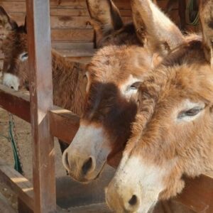 Joana de Verona Instagram - Dizem que é dia internacional do Burro.
Este é o Emil.
Eles são lindos e fazem-nos muy bem! 🐌🦒🐎